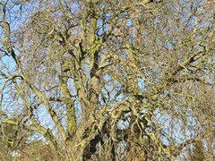 Franks Park in London